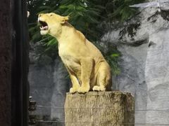 -清迈夜间动物园