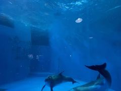 -海合安成都极地海洋公园