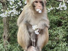 -苏州上方山国家森林公园