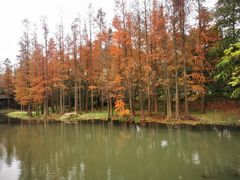 -上海滨江森林公园