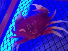 -谢蟹浓·肉蟹煲(新奥店)