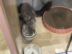 -屋虎猫馆(宝安大仟里店)