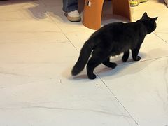 -我爱猫咪·猫咖·狗咖·安哥拉兔·羊驼咖(小寨华旗店)