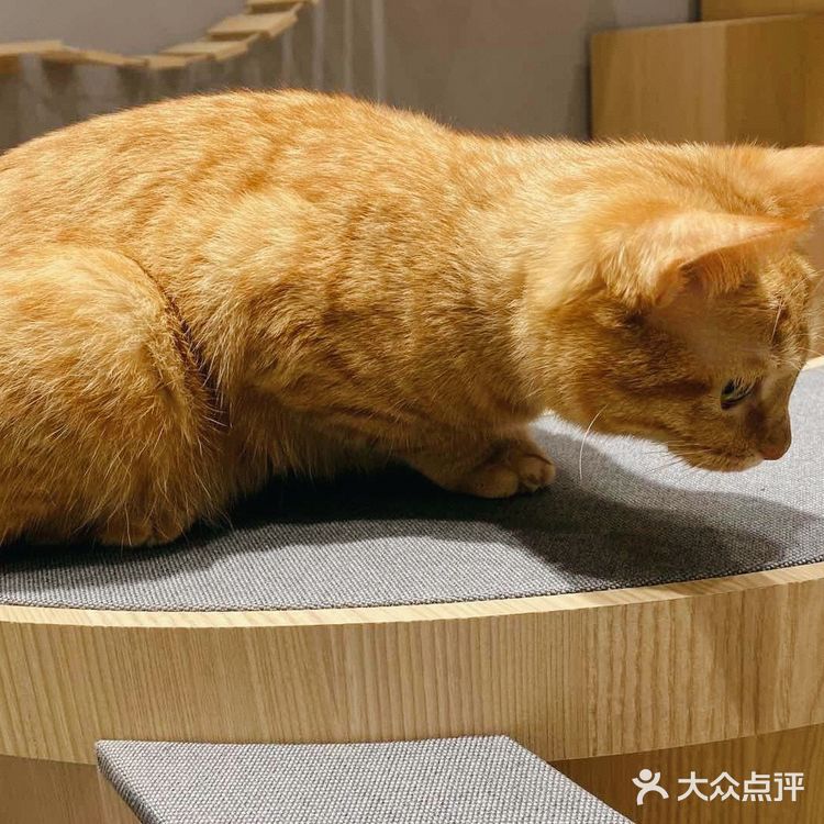萌宠介绍#明星猫 姓名：嫩嫩  品种：中华田园猫/橘