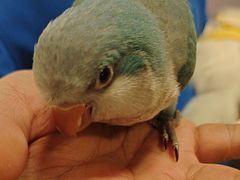 -帕帕拉兹宠物(亚洲旗舰店)