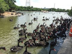 -广州长隆飞鸟乐园