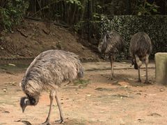 -深圳野生动物园