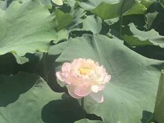 -白洋淀景区