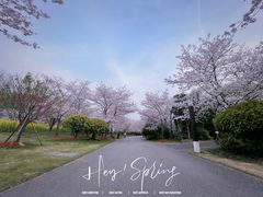 -顾村公园