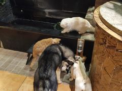 -more than meow吴止猫主题餐厅(承德 中船汇店)