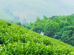 -帐篷客·溪龙茶谷度假酒店