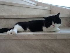 -Catmate·猫肥家润(金润铂宫店)