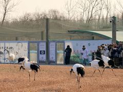 -盐城丹顶鹤湿地生态旅游区