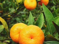 -武汉世外桃源农庄