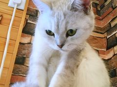 -猫的茶·猫咖