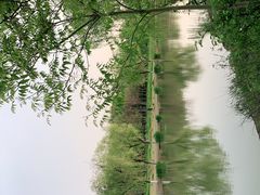 -顾村公园
