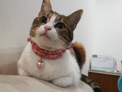 -康成宠物医院24H·CT·核磁共振