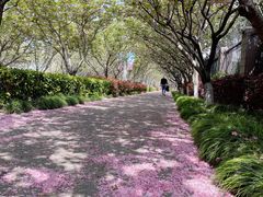 -高东镇樱花园