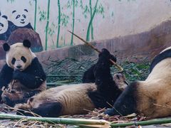 -中国大熊猫保护研究中心雅安碧峰峡基地