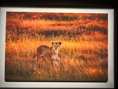 -罗红摄影艺术馆