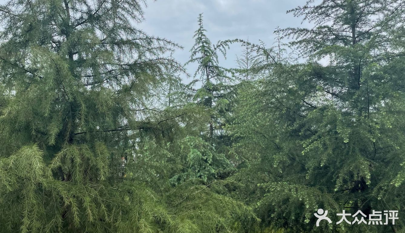 成都有个小北欧🌲这是羊圈改造的木屋餐厅