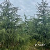 成都有个小北欧🌲这是羊圈改造的木屋餐厅