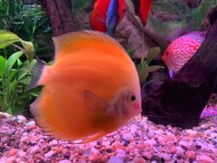 -上海海洋水族馆