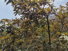 -南京市江宁方山