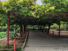 -嘉定紫藤园