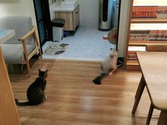 -滚猫咖啡·猫咖·猫友好撸猫(未来城店)