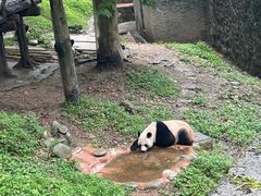 -都江堰中华大熊猫苑