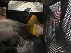 -伟伟宠物医院·CT影像中心·瑞派犬猫综合性门诊(汉口总院)