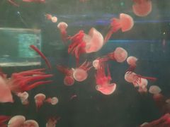 -重庆欢乐海底世界