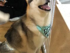 -Husky Go! 哈士奇体验馆·宠物咖啡厅狗咖