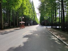 -日照海滨国家森林公园