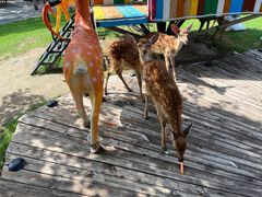 -北京鹿世界主题园