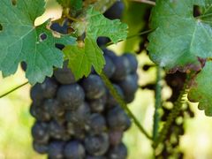 -北京张裕爱斐堡酒庄