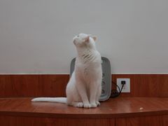 -有猫主题·治愈系猫咖(曾厝垵店)