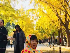 -三里屯东五街银杏大道