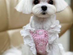 -鑫艺宠物美容培训学校