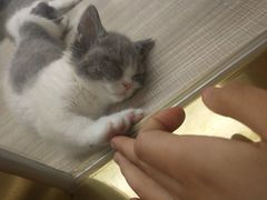 -飞行喵MR PILOT|猫舍·猫咖(静安大融城店)