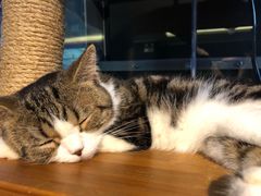 -more than meow吴止猫主题餐厅(承德 中船汇店)