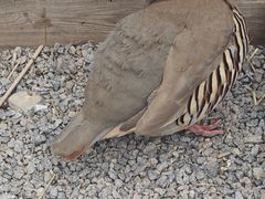 -青藏高原野生动物园