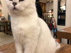 -猫小院猫主题餐厅(南锣旗舰店)