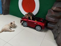 -北京野生动物园