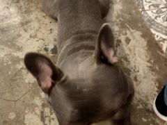 -more than meow吴止猫主题餐厅(承德 中船汇店)