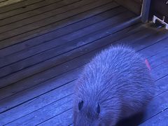 -廊坊固安福朋喜来登酒店