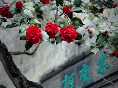 -留园
