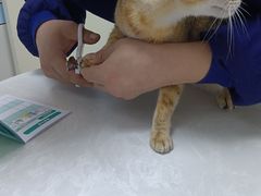 -中农国际动物医院24小时·猫科·骨科·急重症中心