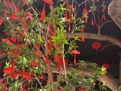 -吴越荣记苏州菜·松鼠桂鱼(月光码头店)